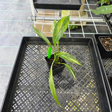 Load image into Gallery viewer, Epipremnum Amplissimum, Exact Plant Variegated Ships Nationwide
