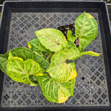 Load image into Gallery viewer, Syngonium Mango Allusion, Orm Thong, Exact Plant Variegated Ships Nationwide
