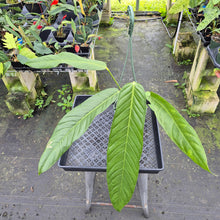 Load image into Gallery viewer, Anthurium Spectabile exact plant, Fedex 2day*
