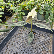 Load image into Gallery viewer, Alocasia simpo albo Exact Plant Ships Nationwide
