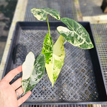 Load image into Gallery viewer, Alocasia Frydek, Exact Plant Variegated Ships Nationwide
