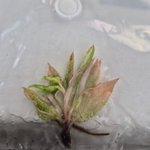Load image into Gallery viewer, Philodendron Fire Phoenix tissue culture 2DayAir
