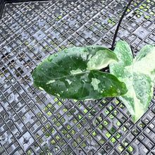 Load image into Gallery viewer, Alocasia Macrorhizza Black Stem, Exact Plant Variegated
