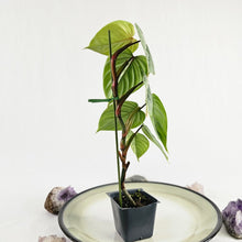 Load image into Gallery viewer, Philodendron Sodiroi True Form, Exact Plant
