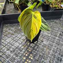 Load image into Gallery viewer, Philodendron Melanochrysum, Exact Plant Variegated Ships Nationwide
