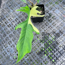 Load image into Gallery viewer, Philodendron Florida Beauty X Tortum, Exact Plant Variegated
