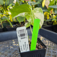 Load image into Gallery viewer, Monstera Borsigiana Albo Deliciosa, Exact Plant Variegated Ships Nationwide
