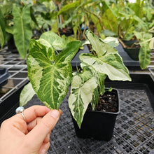 Load image into Gallery viewer, Syngonium Three Kings Magic Marble, Exact Plant Variegated Ships Nationwide
