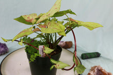 Load image into Gallery viewer, Variegated Syngonium Strawberry Milk Exact Plant
