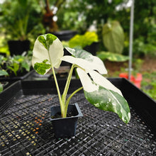 Load image into Gallery viewer, Alocasia Macrorhizza, Exact Plant Variegated
