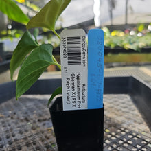 Load image into Gallery viewer, Anthurium Papillilaminum Fort Sherman X ( FS X Ralph Lynam), Exact Plant Ships Nationwide
