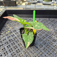Load image into Gallery viewer, Syngonium Red Spot Tricolor, Exact Plant Variegated Ships Nationwide
