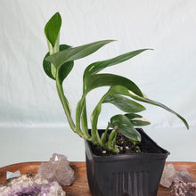 Load image into Gallery viewer, Monstera Standleyana Albo Variegated 4&quot; pot, Fedex 2 day*
