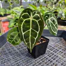 Load image into Gallery viewer, Anthurium &quot;Michelle x Zara&quot; x Noid Hybrid, Exact Plant Ships Nationwide

