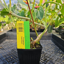Load image into Gallery viewer, Philodendron Quercifolium, Exact Plant Ships Nationwide
