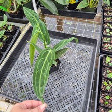 Load image into Gallery viewer, Anthurium Warocqueanum, Queen, Exact Plant Ships Nationwide
