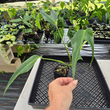 Load image into Gallery viewer, Monstera Burle Marx Flame exact plant, Fedex 2day*
