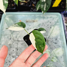 Load image into Gallery viewer, Syngonium Chiapense, Exact Plant Variegated Ships Nationwide
