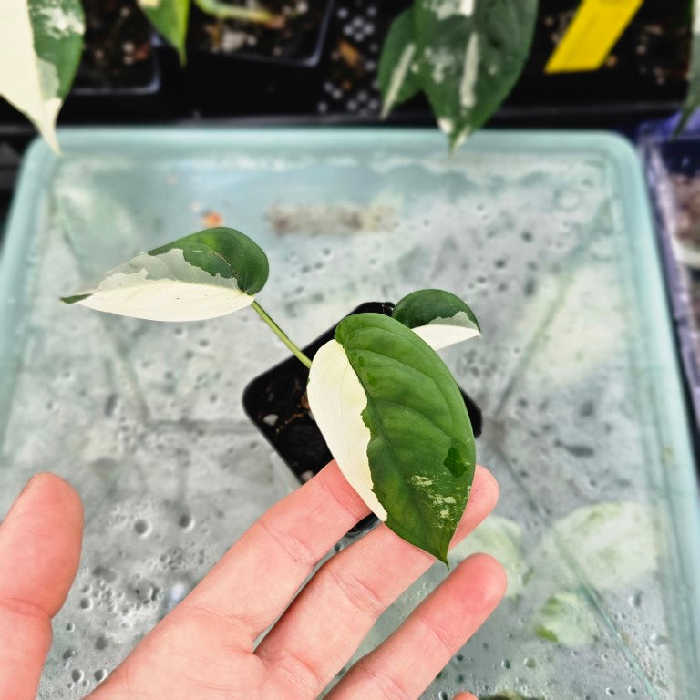 Syngonium Chiapense, Exact Plant Variegated Ships Nationwide