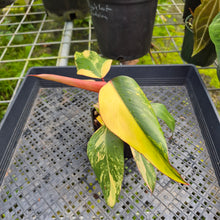 Load image into Gallery viewer, Philodendron Strawberry Shake, Exact Plant Variegated Ships Nationwide
