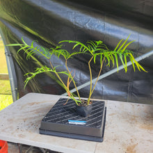 Load image into Gallery viewer, Philodendron Polypodioides, Exact Plant Ships Nationwide
