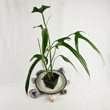 Load image into Gallery viewer, Philodendron Holtonianum, Exact Plant Ships Nationwide
