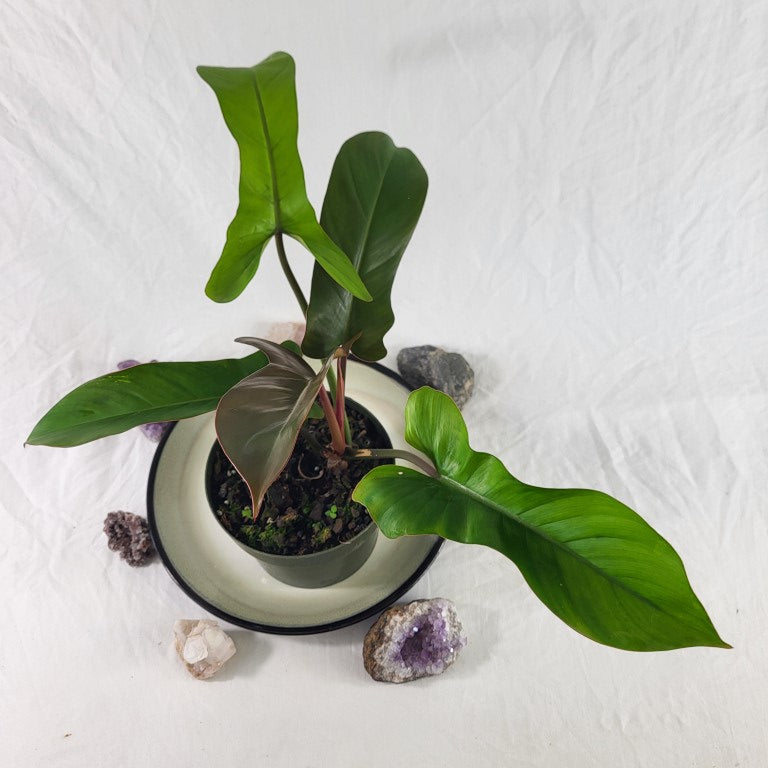 Philodendron Florida Bronze, Exact Plant