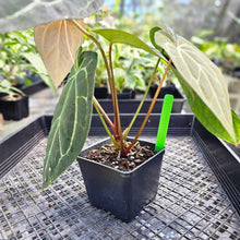 Load image into Gallery viewer, Anthurium Magnificum X Crystalinum, Exact Plant Multi top Ships Nationwide
