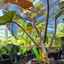 Load image into Gallery viewer, Philodendron Dark Lord, Exact Plant Ships Nationwide
