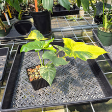 Load image into Gallery viewer, Philodendron Angela Aurea variegated, Exact Plant
