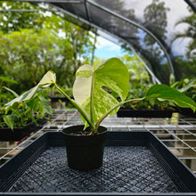 Load image into Gallery viewer, Monstera Borsigiana Albo Deliciosa, Exact Plant Variegated Ships Nationwide
