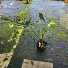 Load image into Gallery viewer, Philodendron Longilobatum Lelano Miyano, Exact Plant Ships Nationwide
