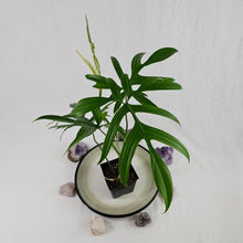 Load image into Gallery viewer, Philodendron Quercifolium, Exact Plant Ships Nationwide
