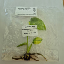 Load image into Gallery viewer, Monstera Deliciosa Lemon Pom Pom tissue culture 2DayAir
