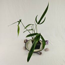 Load image into Gallery viewer, Philodendron Holtonianum, Exact Plant
