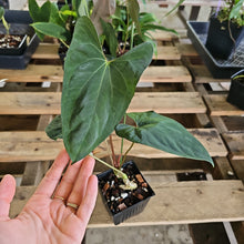 Load image into Gallery viewer, Anthurium Papillilaminum Fort Sherman, Exact Plant Ships Nationwide
