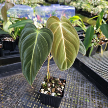 Load image into Gallery viewer, Philodendron Melanochrysum, Exact Plant Ships Nationwide
