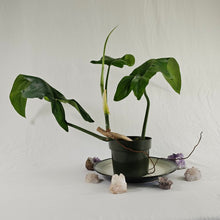 Load image into Gallery viewer, Philodendron Jerry Horne, Exact Plant Large
