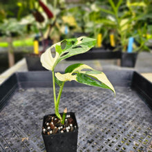 Load image into Gallery viewer, Monstera Adansonii Albo Tricolor, Exact Plant Variegated Ships Nationwide
