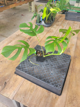 Load image into Gallery viewer, Monstera Sierrana Hawaii Clone, Exact Plant Ships Nationwide
