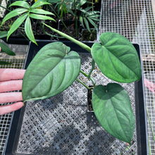 Load image into Gallery viewer, Syngonium Chiapense, Exact Plant Ships Nationwide
