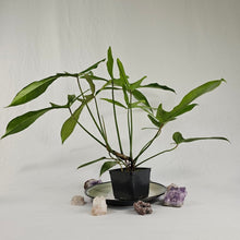Load image into Gallery viewer, Philodendron Longilobatum Lelano Miyano, Exact Plant Large, mature
