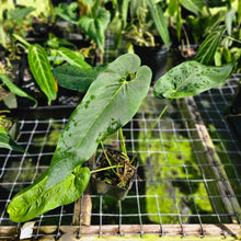 Load image into Gallery viewer, Anthurium Dolichostachyum , Exact Plant
