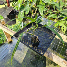 Load image into Gallery viewer, Philodendron Holtonianum, Exact Plant Ships Nationwide

