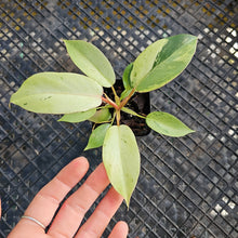 Load image into Gallery viewer, Philodendron Snowdrift, 2.5” pot, Fedex 2 day*
