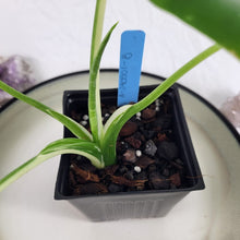 Load image into Gallery viewer, Alocasia Odora, Okinawa Silver, Exact Plant Variegated Ships Nationwide
