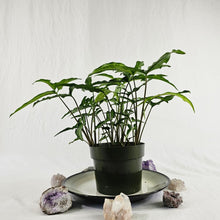 Load image into Gallery viewer, Syngonium Angustatum Little Star, 6&#39;&#39; multi pot of 4 Ships Nationwide
