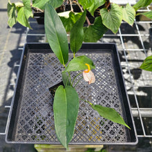 Load image into Gallery viewer, Anthurium Sherzerianum &quot;Pig Tail&quot;, Exact Plant Speckled Ships Nationwide
