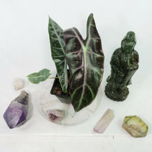 Load image into Gallery viewer, Alocasia Longiloba, Denudata 4" pot, Fedex 2day*
