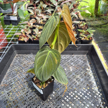 Load image into Gallery viewer, Philodendron Melanochrysum Variegated exact plant, Fedex 2day*
